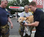 Service dog who saved a life