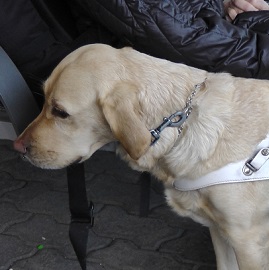 a service dog in a harness